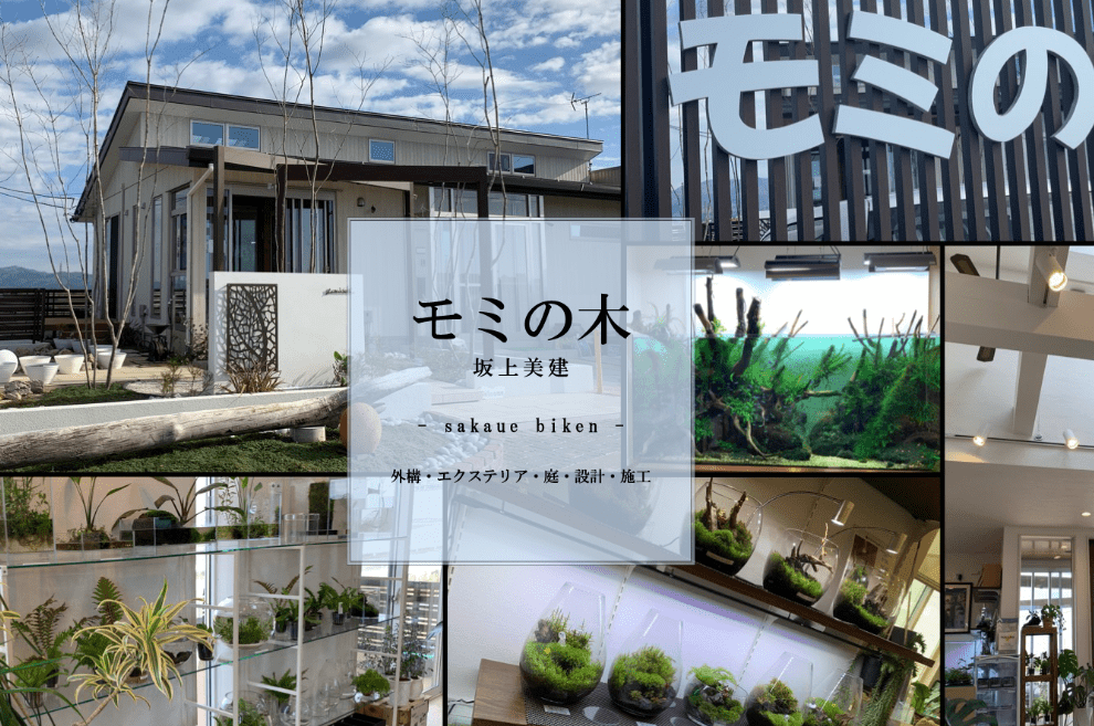 有限会社坂上美建(モミの木)